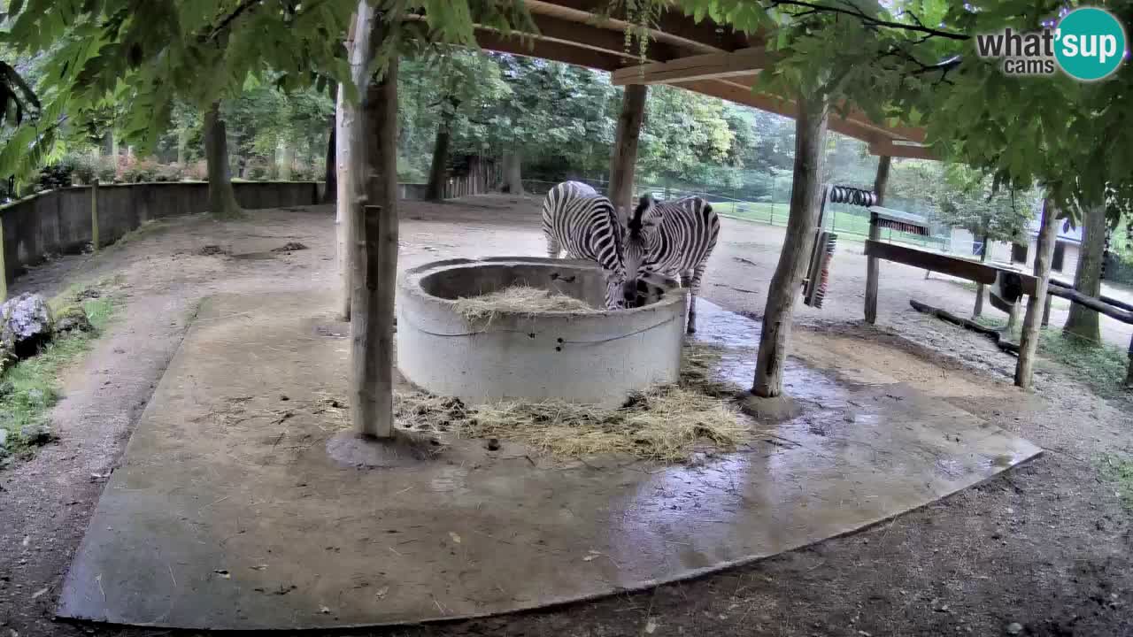 Zebre v živo v živalskem vrtu Ljubljana ZOO spletne kamere