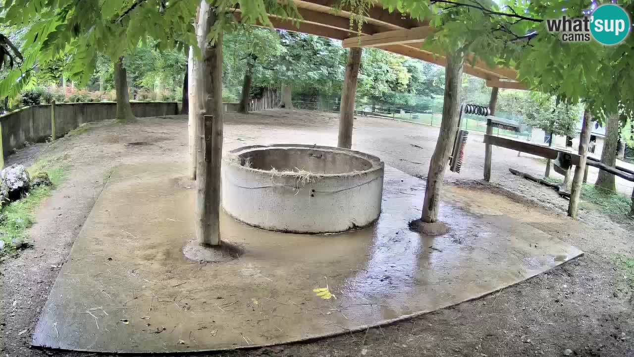 Le Zebre nello ZOO di Ljubljana – Slovenia Live webcam