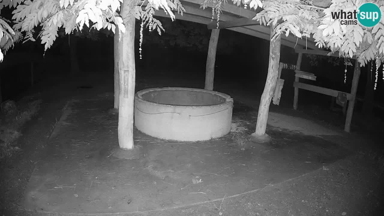 Live webcam Les zèbres in Ljubljana ZOO – Slovénie