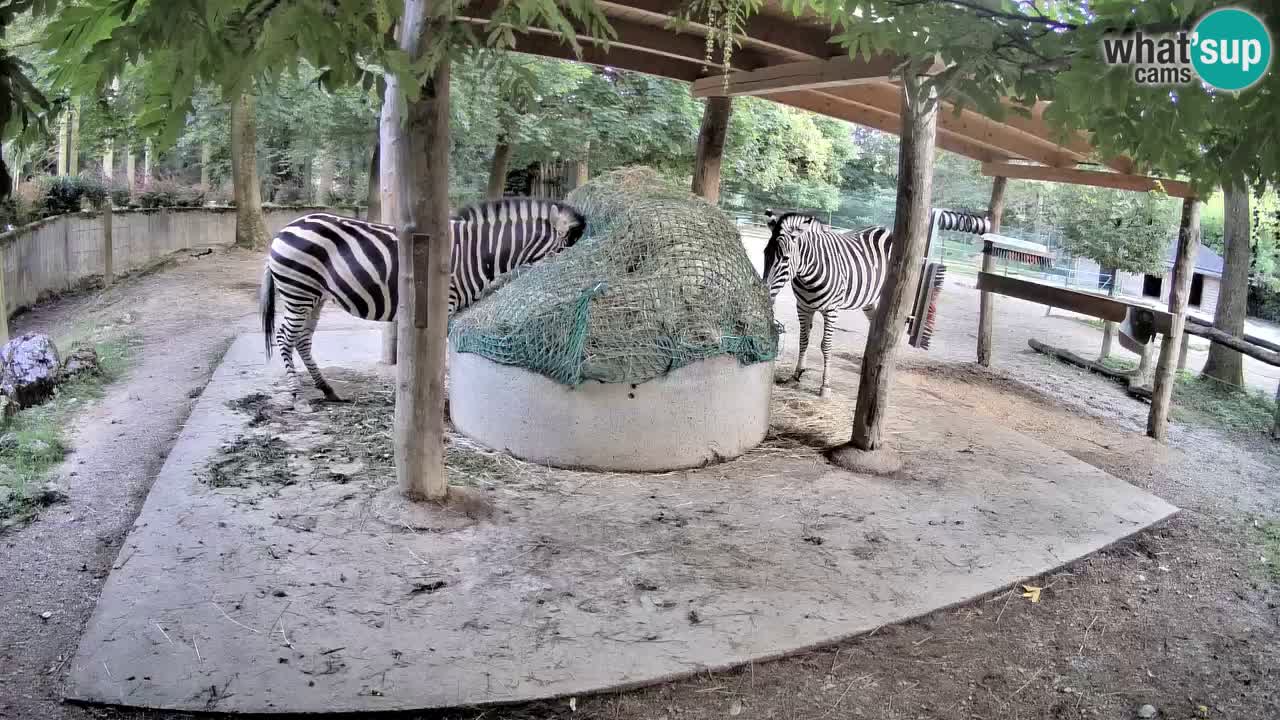 Live webcam Zebras in Ljubljana ZOO – Slovenia