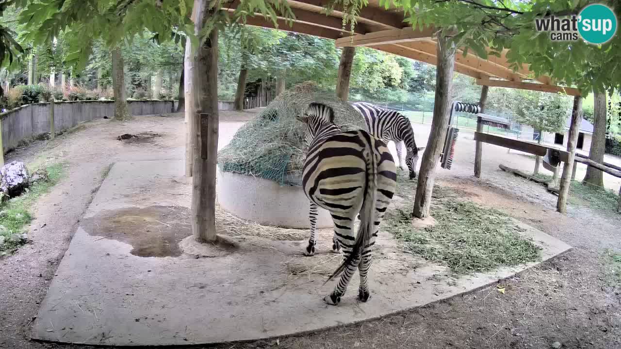 Live webcam Zebras in Ljubljana ZOO – Slovenia