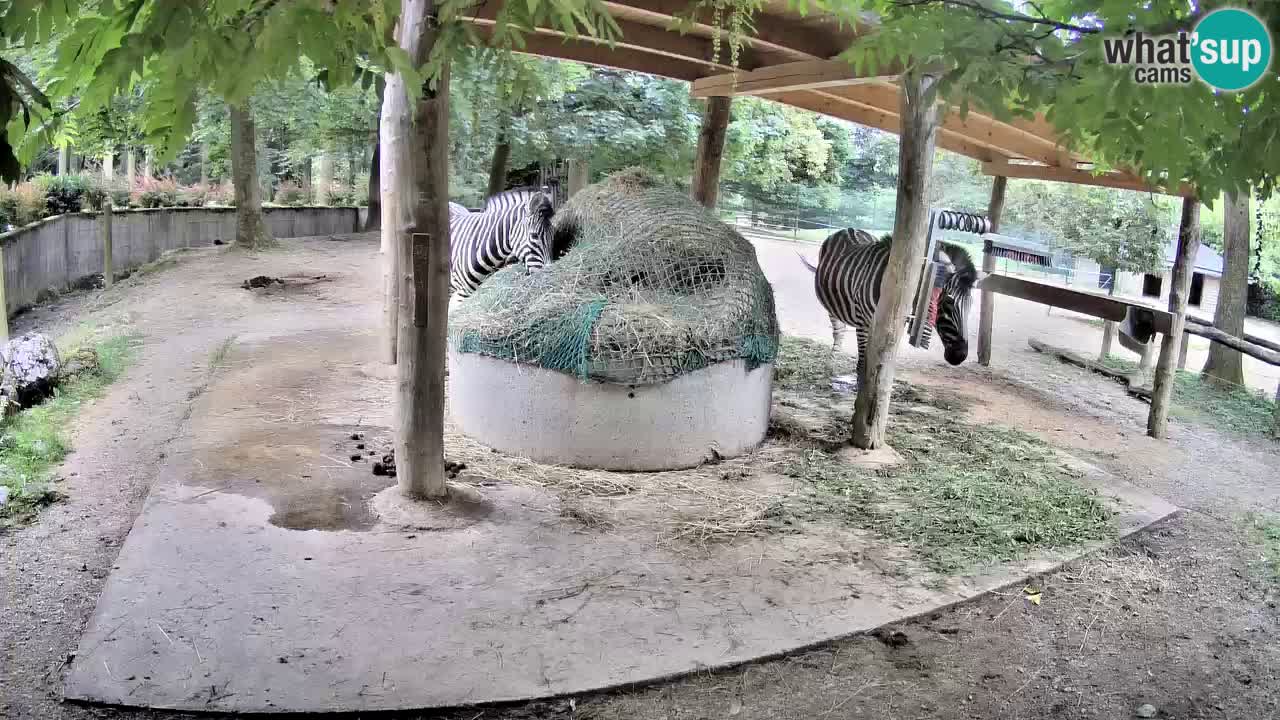 Live webcam Zebras in Ljubljana ZOO – Slovenia
