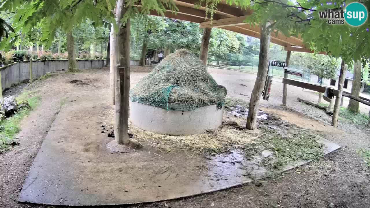 Live Webcam Zebras in Ljubljana ZOO – Slowenien