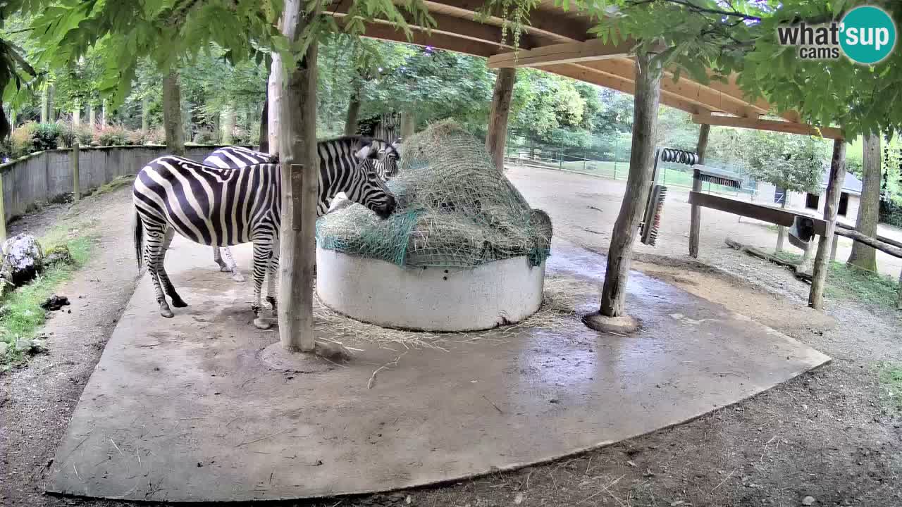 Live Webcam Zebras in Ljubljana ZOO – Slowenien