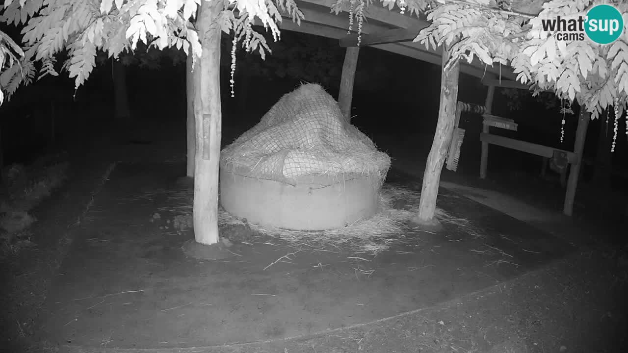 Live webcam Zebras in Ljubljana ZOO – Slovenia
