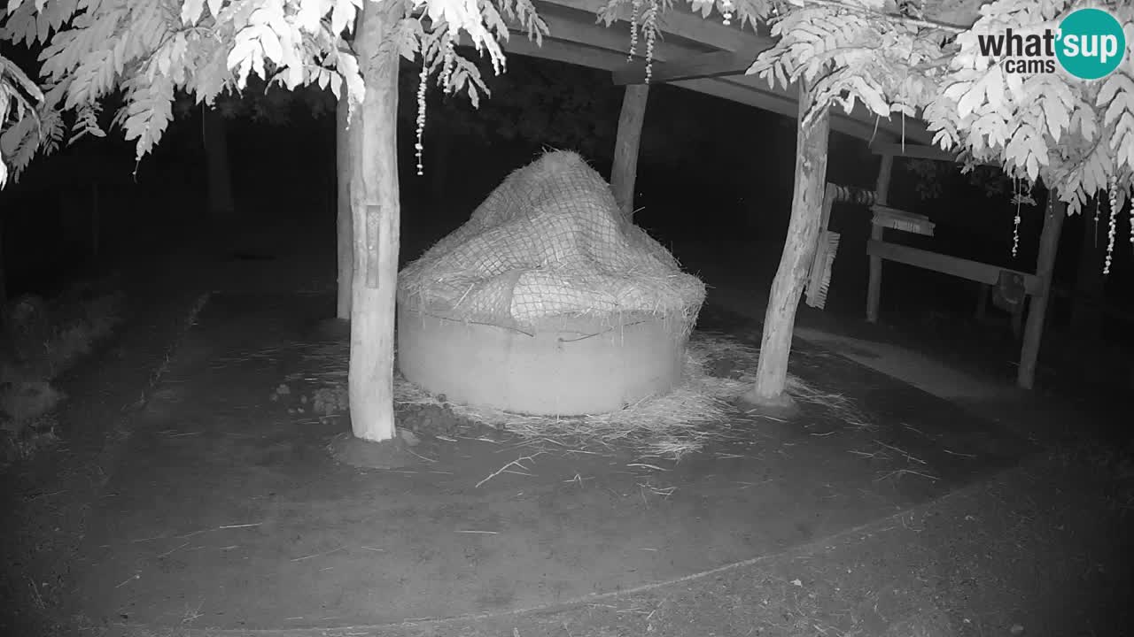 Zebre v živo v živalskem vrtu Ljubljana ZOO spletne kamere