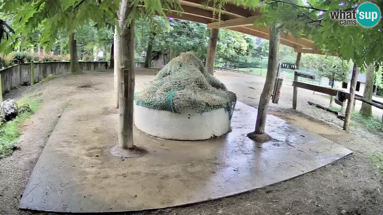 Live webcam Zebras in Ljubljana ZOO – Slovenia
