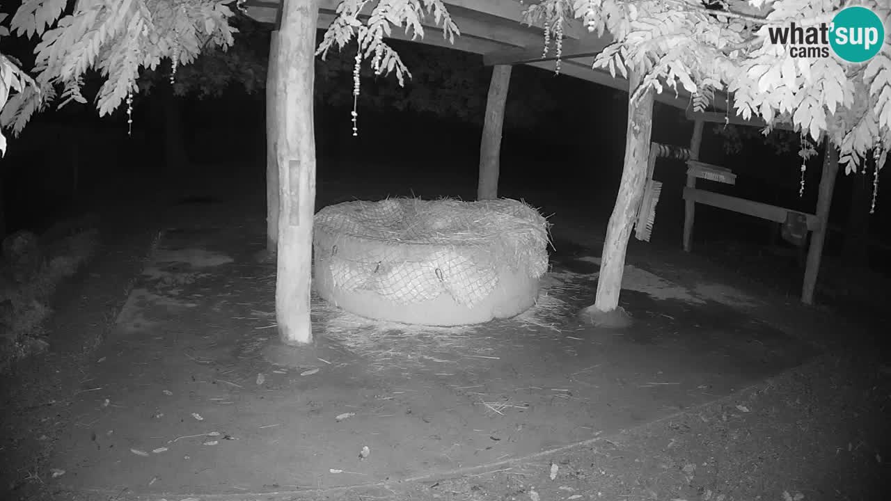 Live Webcam Zebras in Ljubljana ZOO – Slowenien