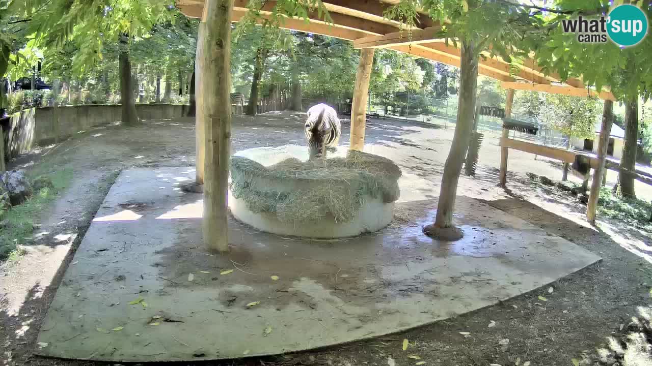 Live webcam Zebras in Ljubljana ZOO – Slovenia