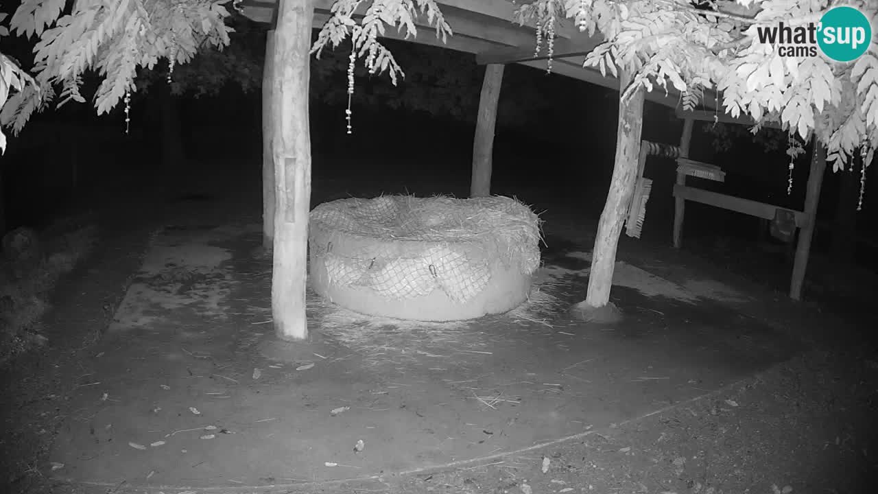 Camera en vivo Cebras in Ljubljana ZOO – Eslovenia