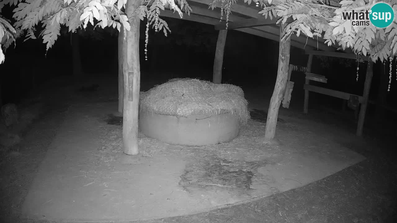 Live webcam Zebras in Ljubljana ZOO – Slovenia