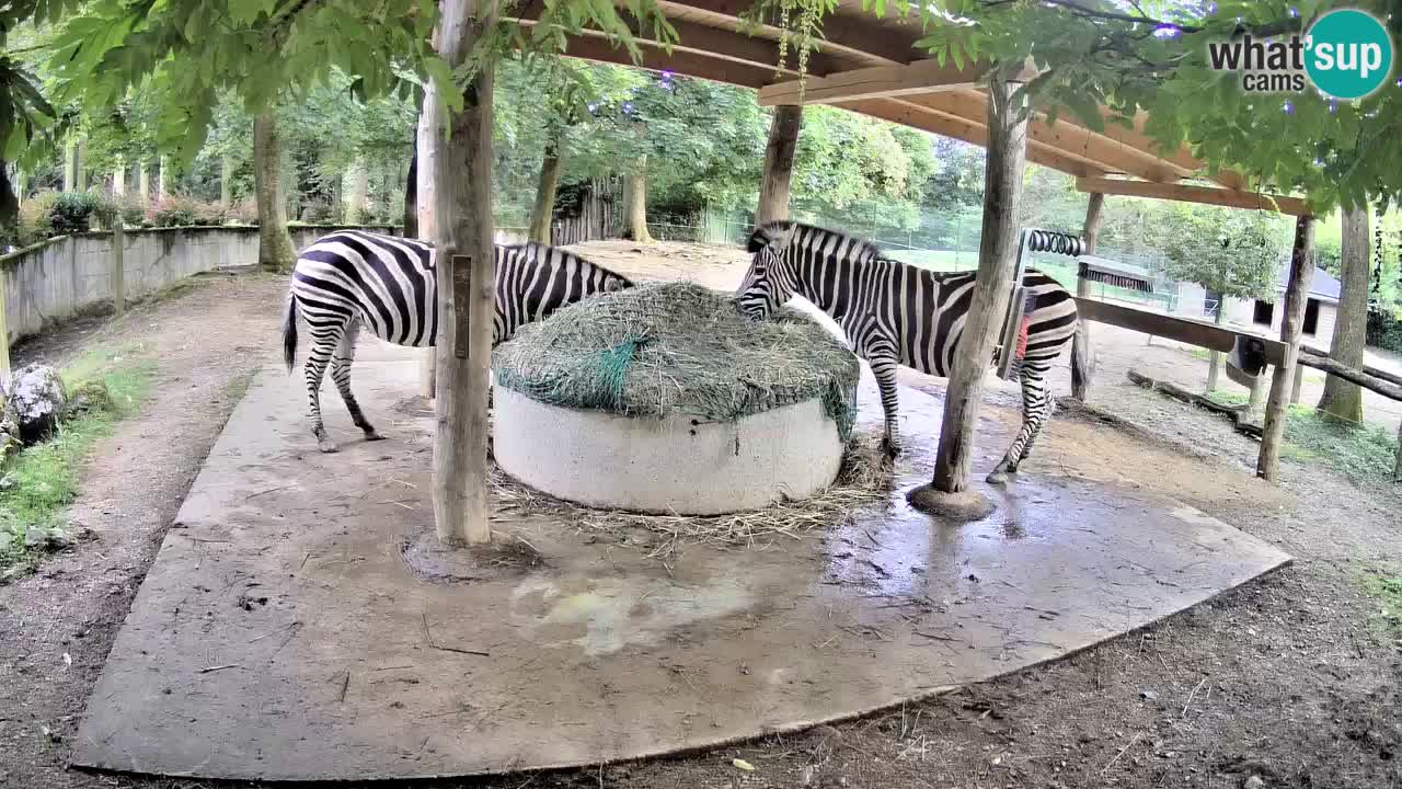 Live webcam Zebras in Ljubljana ZOO – Slovenia