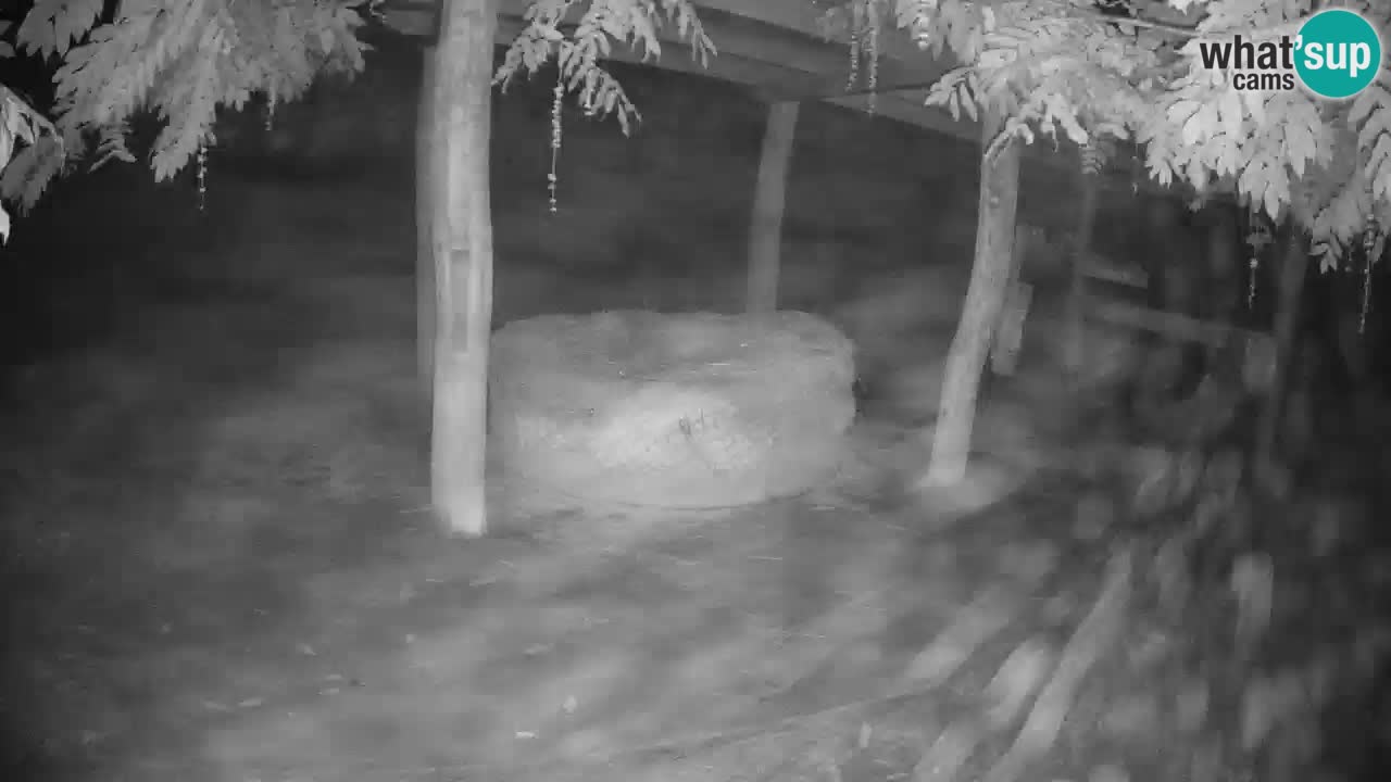 Zebre v živo v živalskem vrtu Ljubljana ZOO spletne kamere