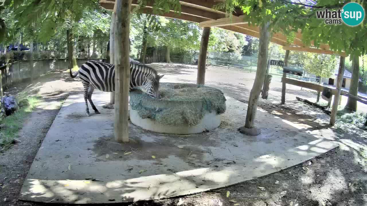 Zebre v živo v živalskem vrtu Ljubljana ZOO spletne kamere