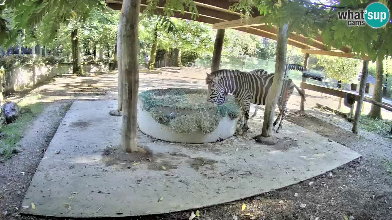 Live Webcam Zebras in Ljubljana ZOO – Slowenien