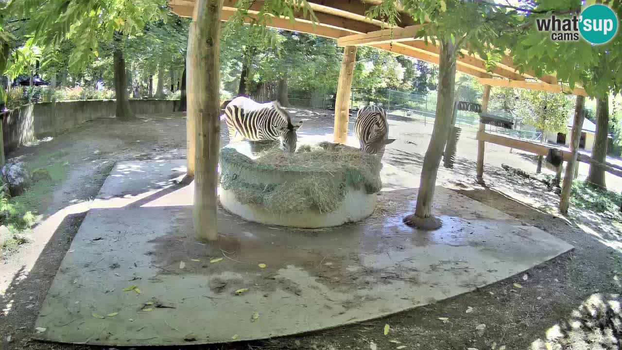 Web kamera uživo Zebras u ZOO Ljubljana – Slovenija