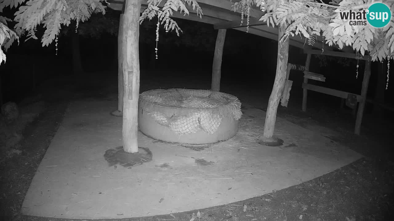 Zebre v živo v živalskem vrtu Ljubljana ZOO spletne kamere