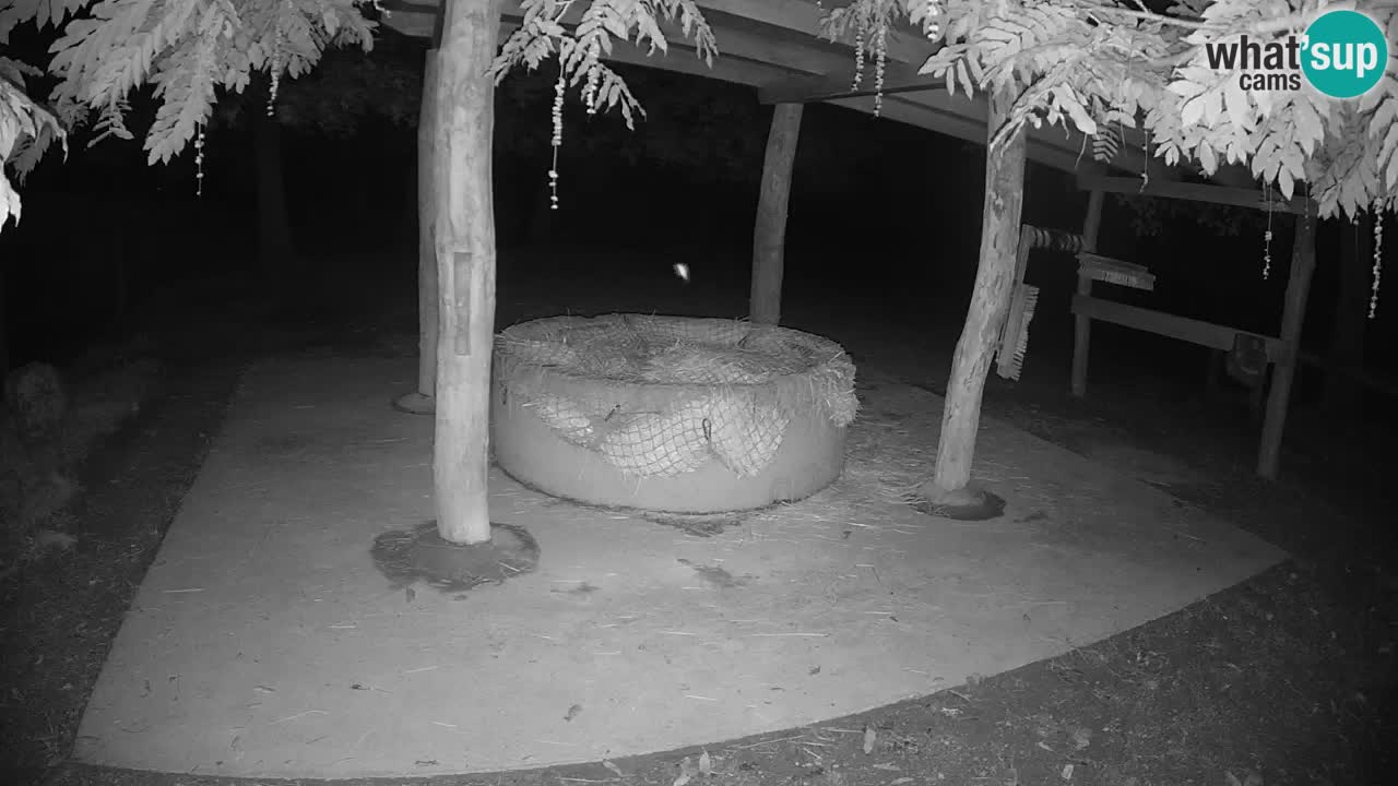 Live Webcam Zebras in Ljubljana ZOO – Slowenien