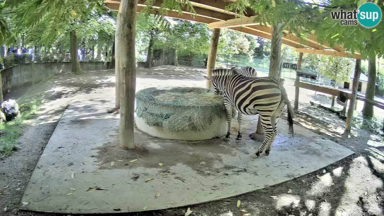 Live webcam Les zèbres in Ljubljana ZOO – Slovénie