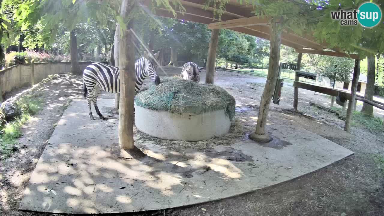 Web kamera uživo Zebras u ZOO Ljubljana – Slovenija
