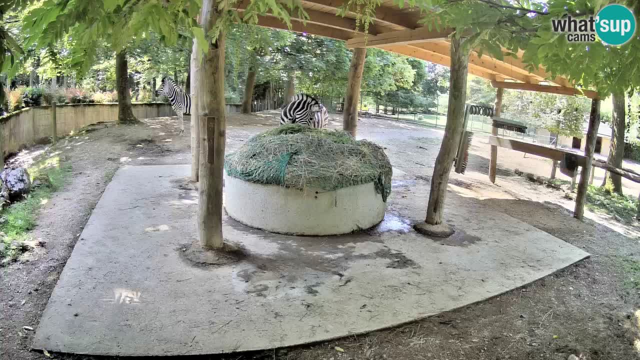 Live webcam Zebras in Ljubljana ZOO – Slovenia