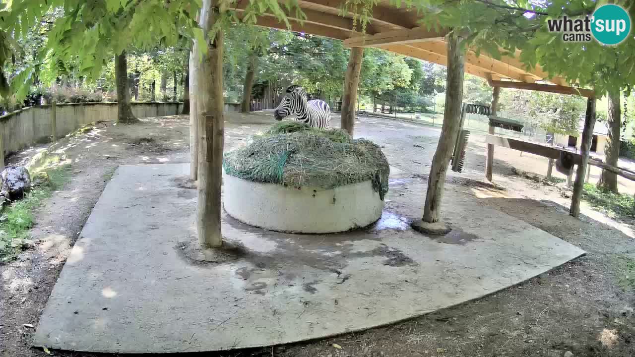 Live webcam Zebras in Ljubljana ZOO – Slovenia