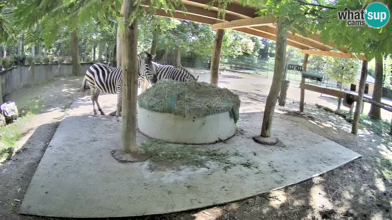 Live webcam Zebras in Ljubljana ZOO – Slovenia