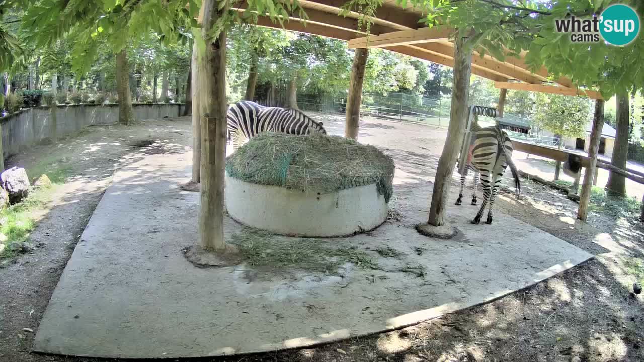 Live webcam Zebras in Ljubljana ZOO – Slovenia