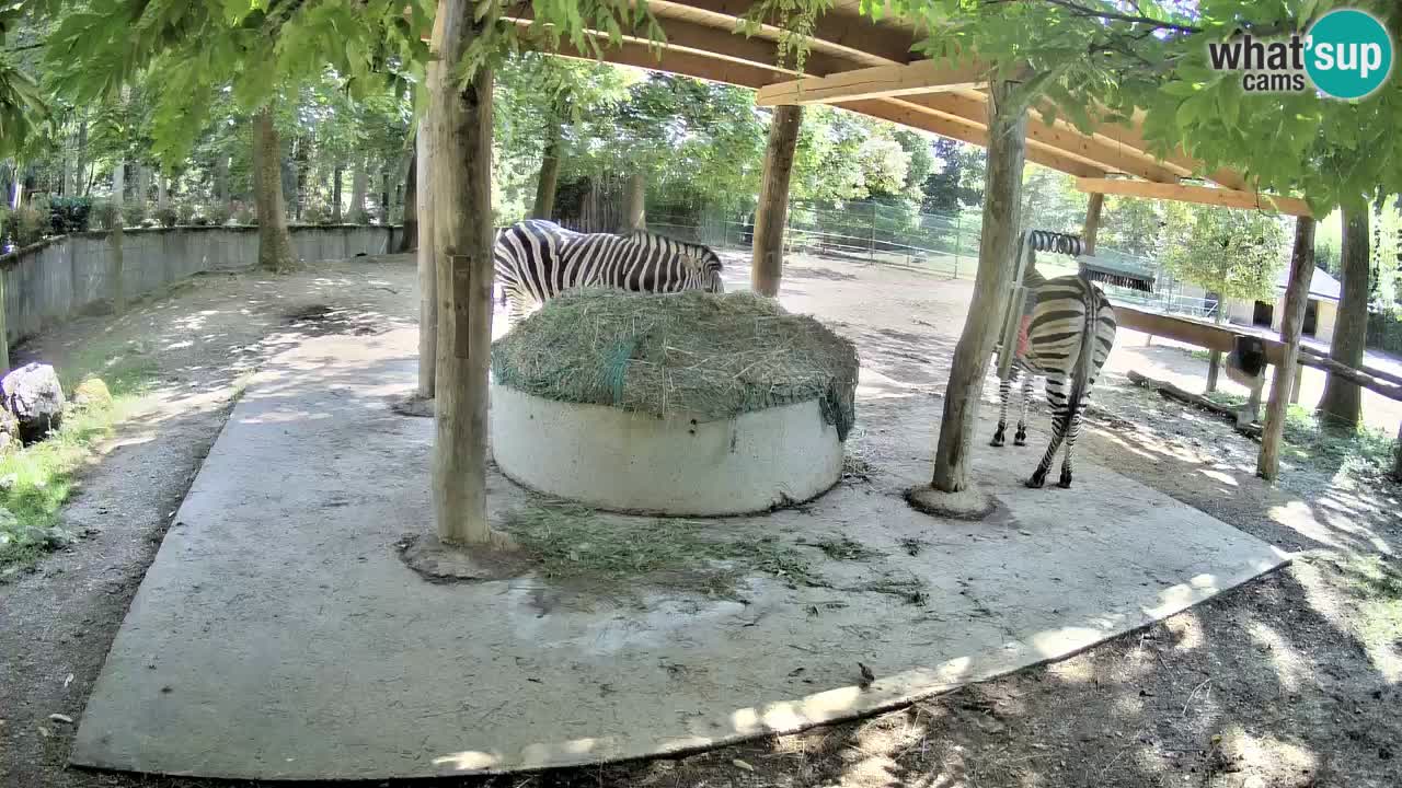 Le Zebre nello ZOO di Ljubljana – Slovenia Live webcam