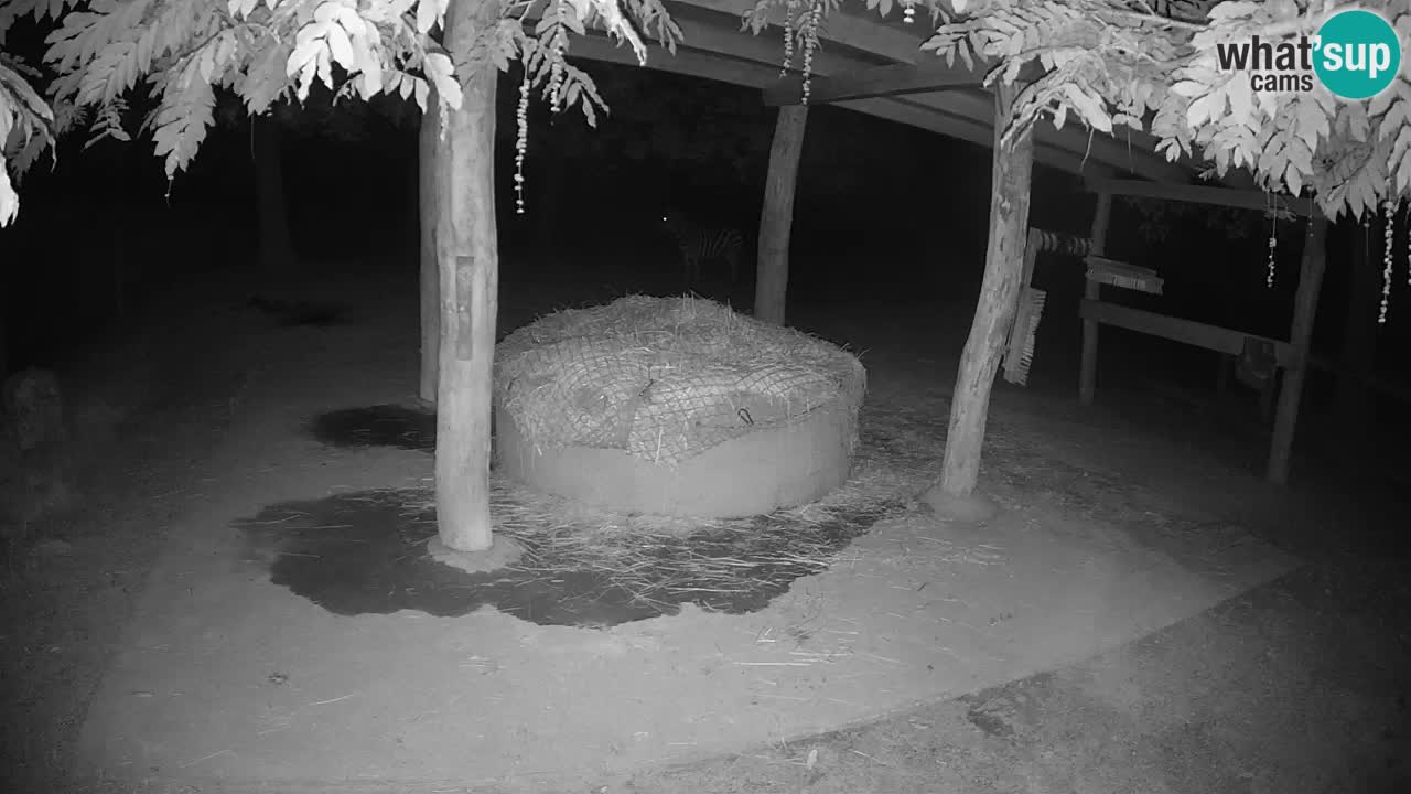 Camera en vivo Cebras in Ljubljana ZOO – Eslovenia