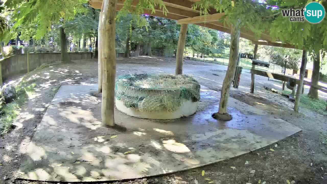 Zebre v živo v živalskem vrtu Ljubljana ZOO spletne kamere