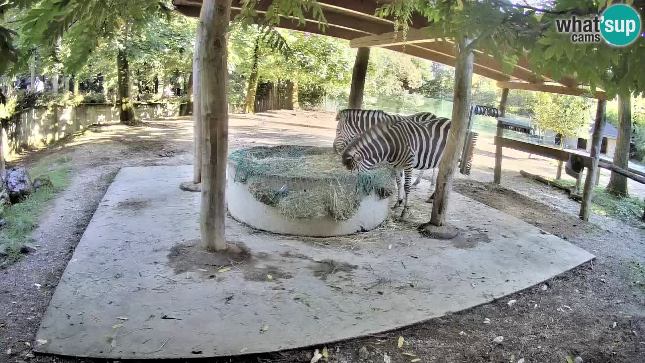 Le Zebre nello ZOO di Ljubljana – Slovenia Live webcam