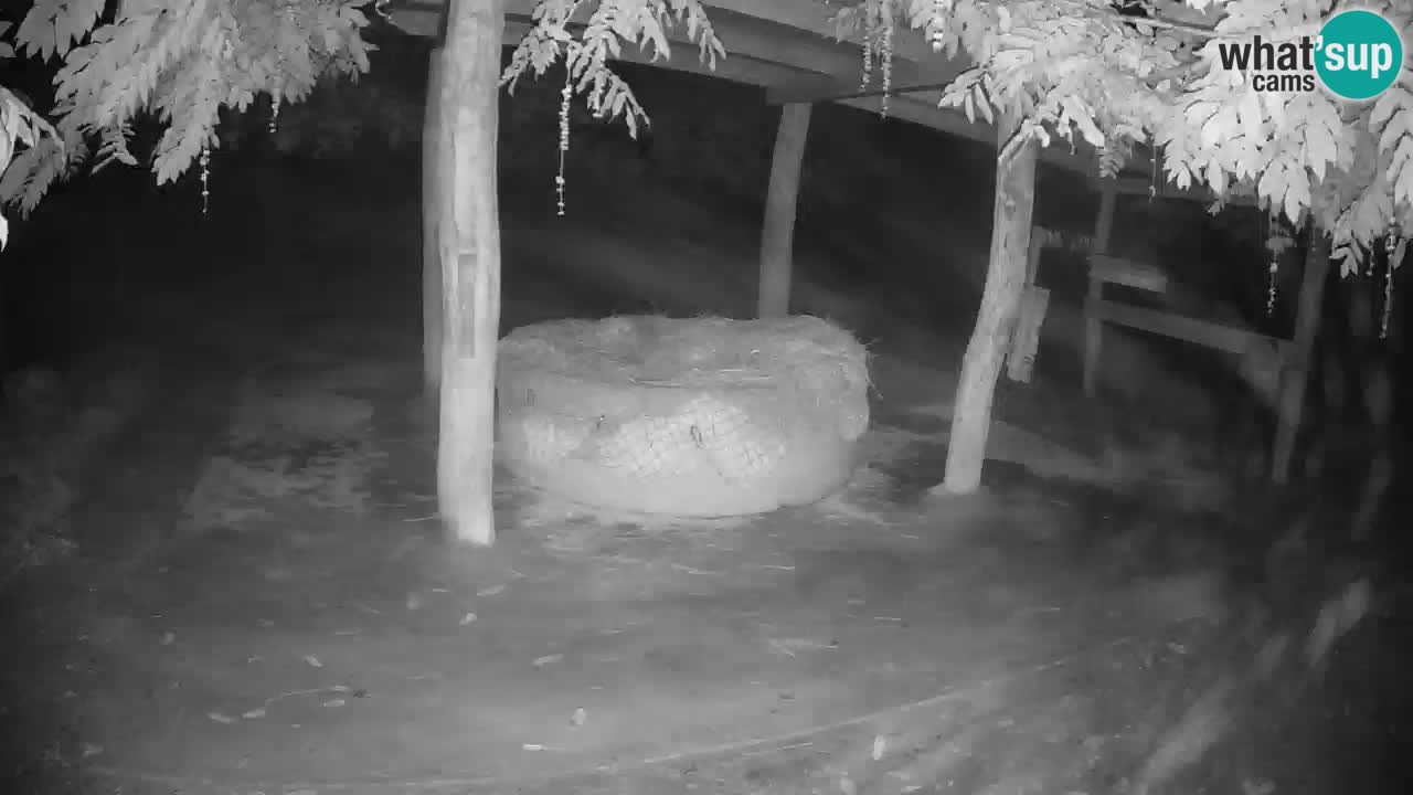 Zebre v živo v živalskem vrtu Ljubljana ZOO spletne kamere