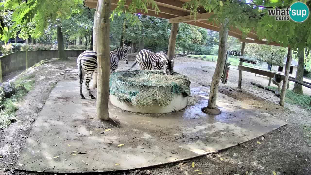 Live webcam Zebras in Ljubljana ZOO – Slovenia