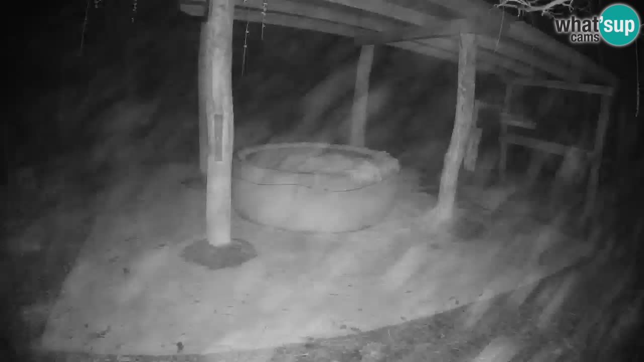 Le Zebre nello ZOO di Ljubljana – Slovenia Live webcam