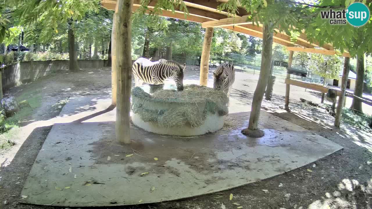 Camera en vivo Cebras in Ljubljana ZOO – Eslovenia