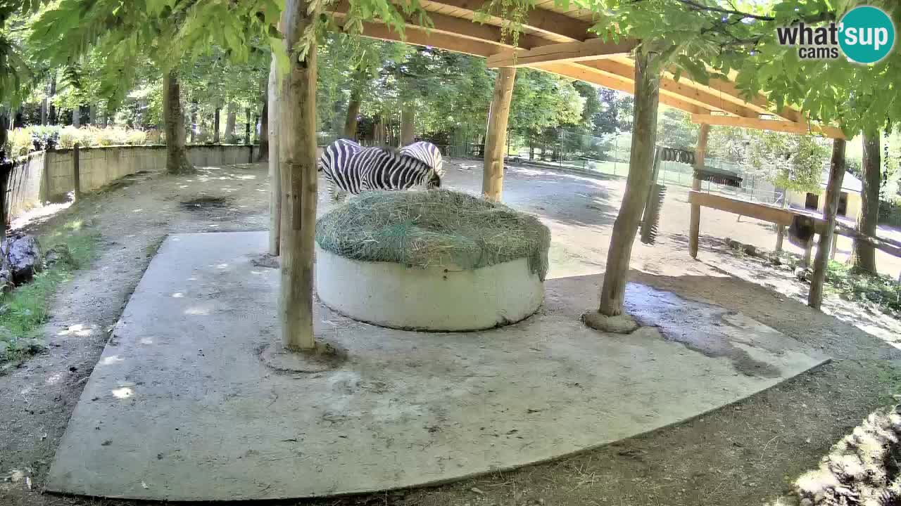 Live webcam Zebras in Ljubljana ZOO – Slovenia