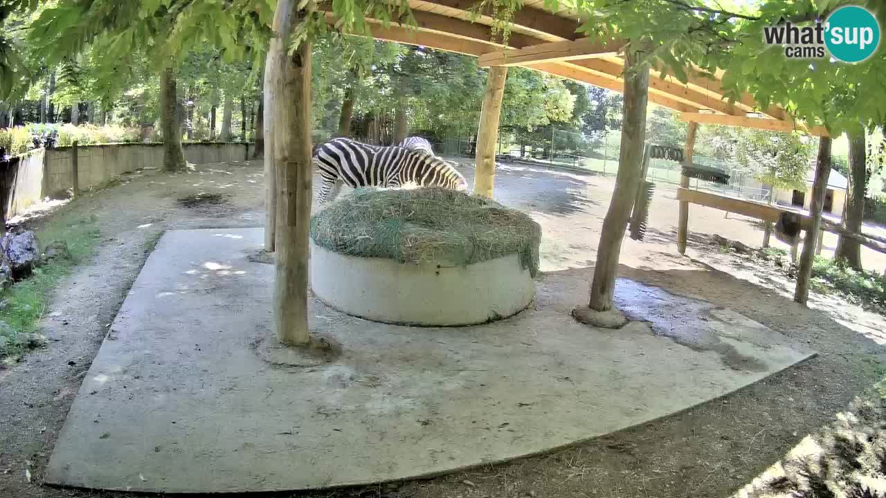 Live webcam Zebras in Ljubljana ZOO – Slovenia