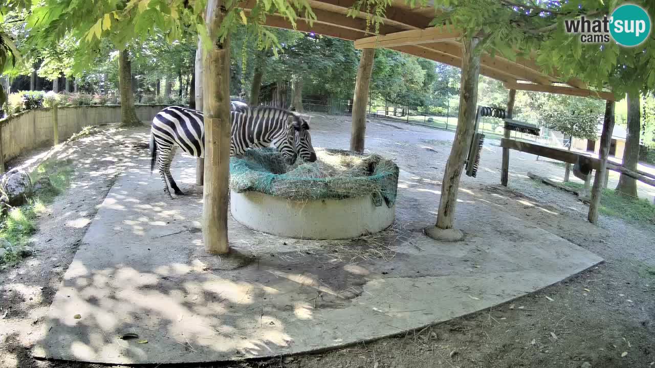 Zebre v živo v živalskem vrtu Ljubljana ZOO spletne kamere