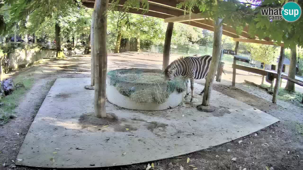 Live webcam Zebras in Ljubljana ZOO – Slovenia