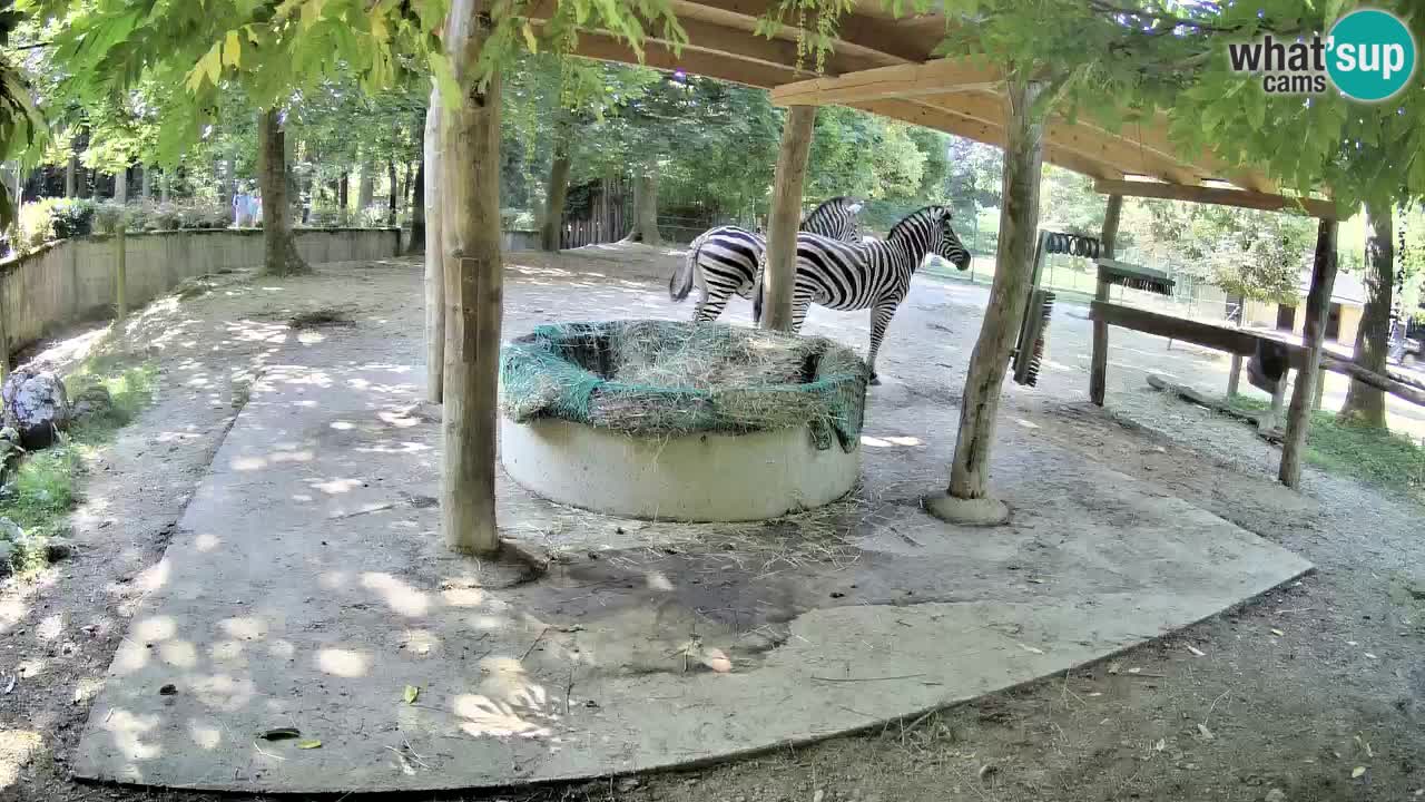 Live Webcam Zebras in Ljubljana ZOO – Slowenien