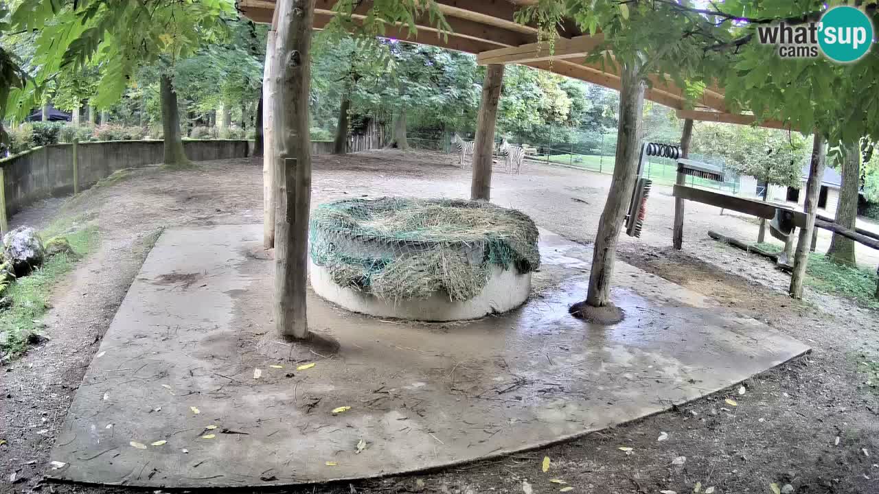 Web kamera uživo Zebras u ZOO Ljubljana – Slovenija