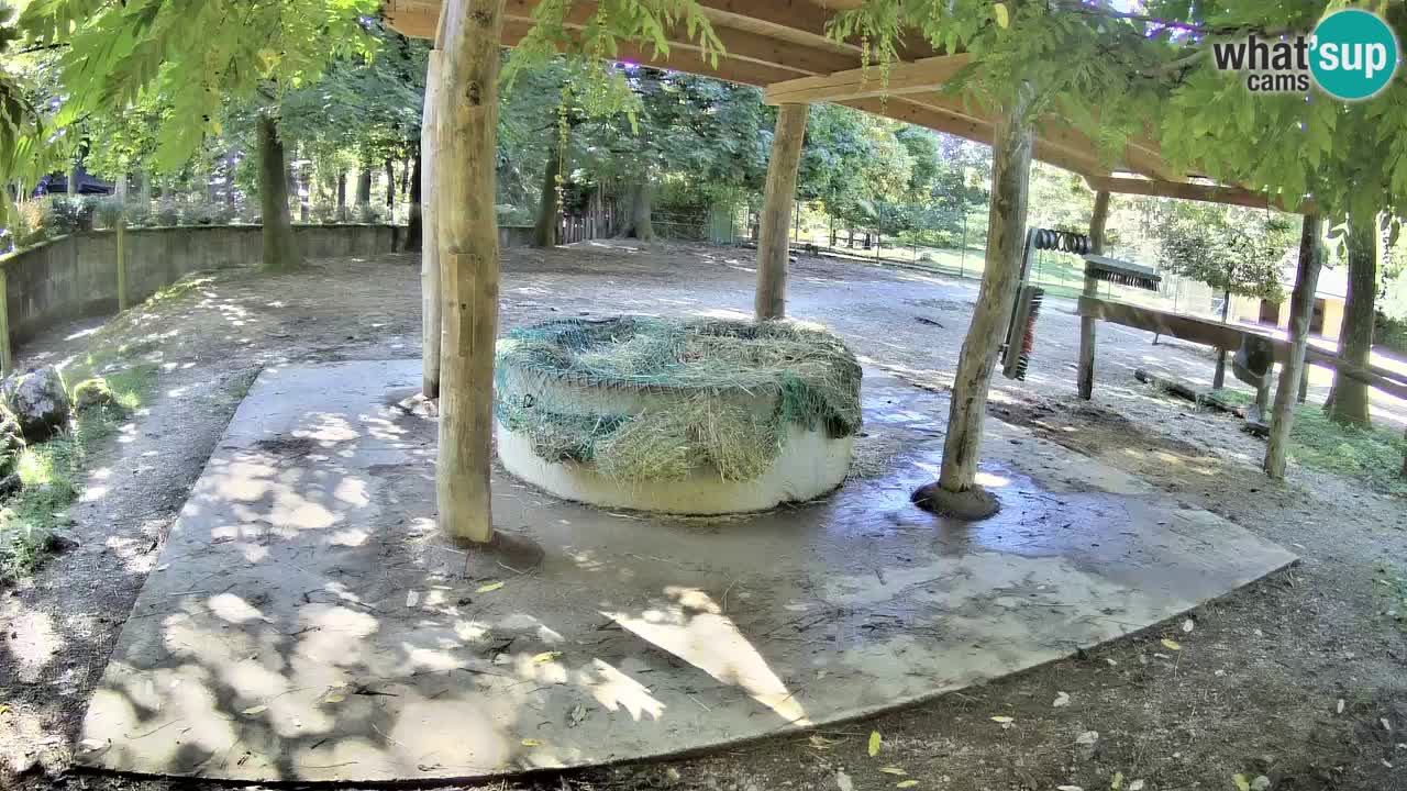 Live Webcam Zebras in Ljubljana ZOO – Slowenien