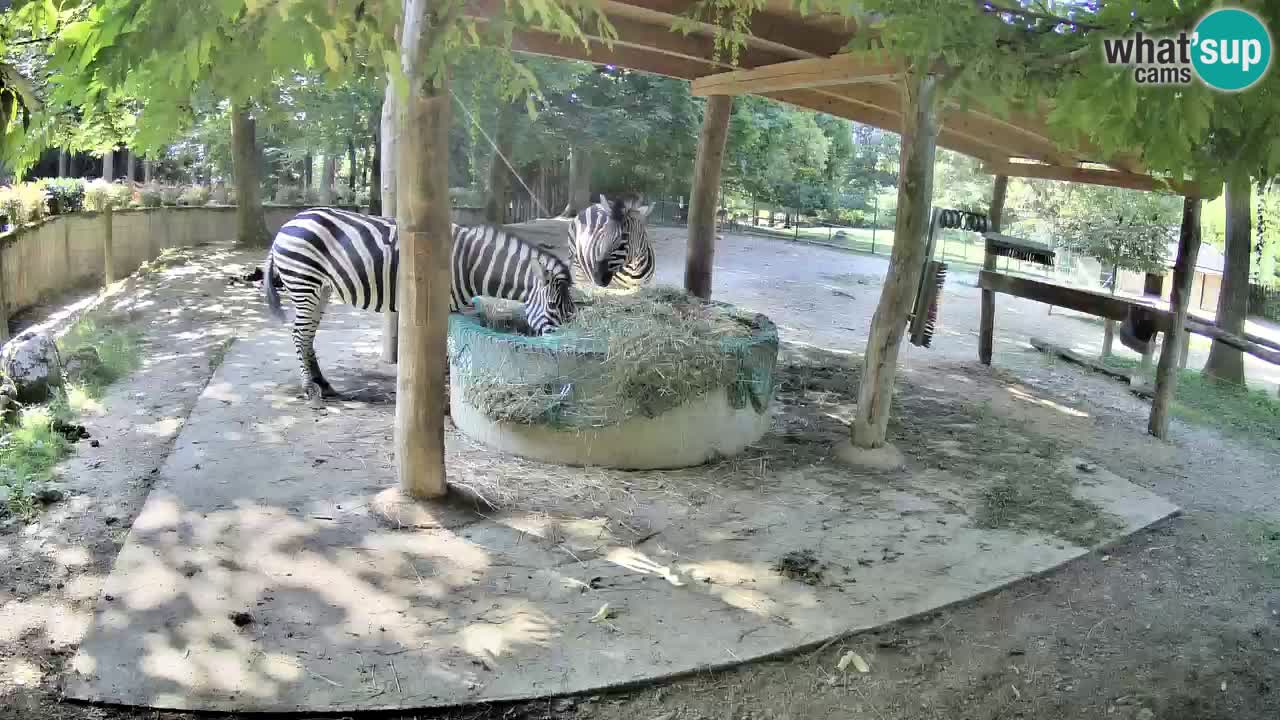 Zebre v živo v živalskem vrtu Ljubljana ZOO spletne kamere