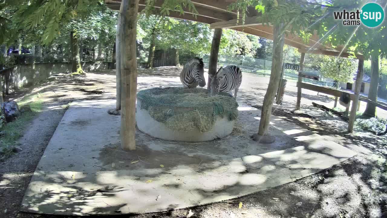 Le Zebre nello ZOO di Ljubljana – Slovenia Live webcam