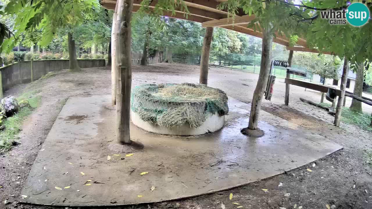 Zebre v živo v živalskem vrtu Ljubljana ZOO spletne kamere