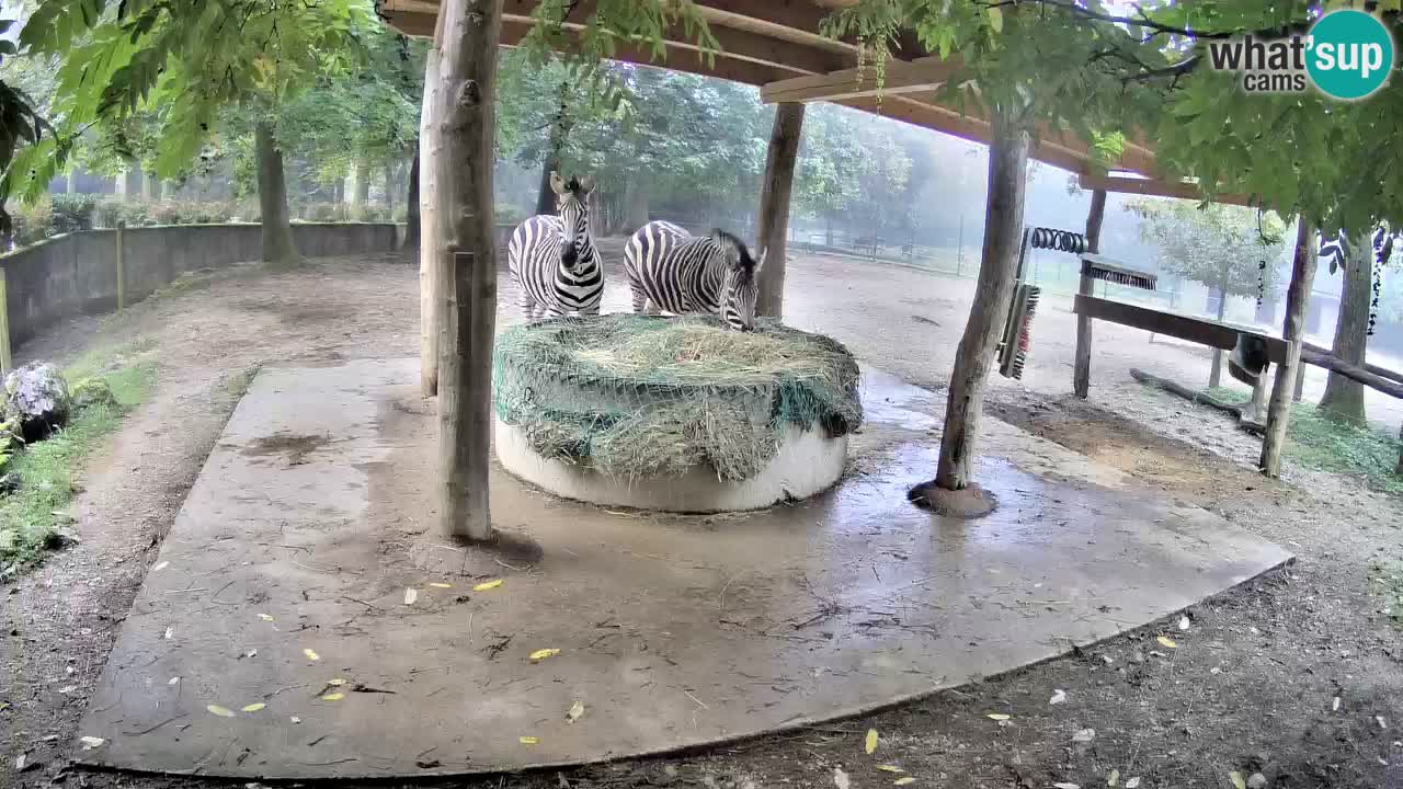 Live Webcam Zebras in Ljubljana ZOO – Slowenien