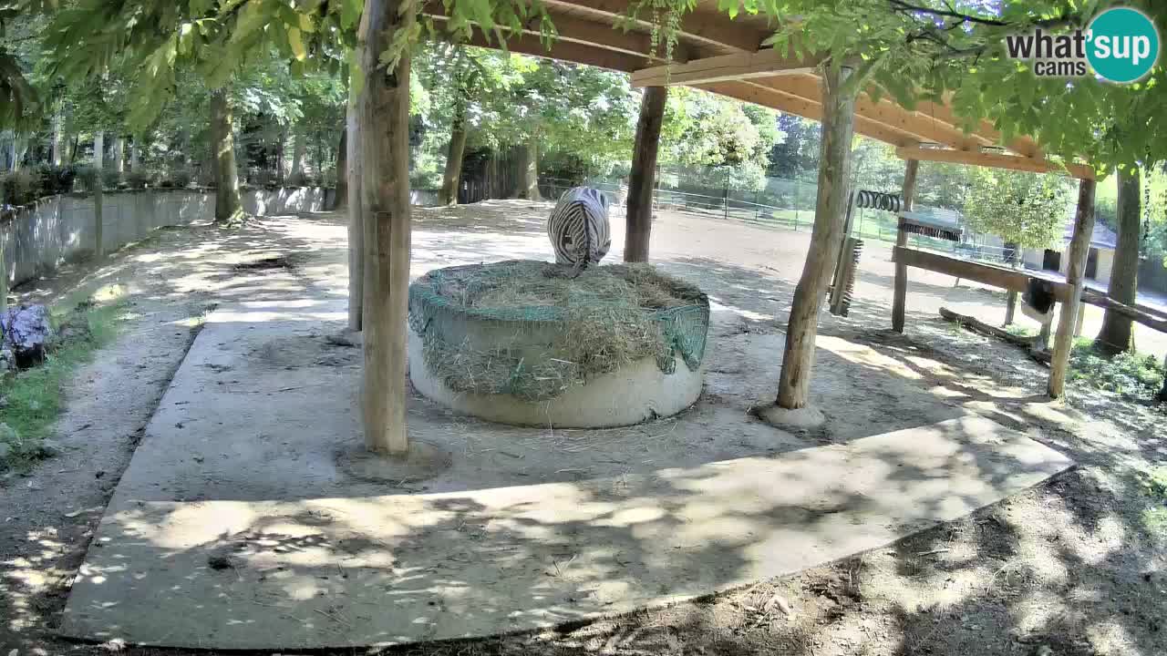 Web kamera uživo Zebras u ZOO Ljubljana – Slovenija