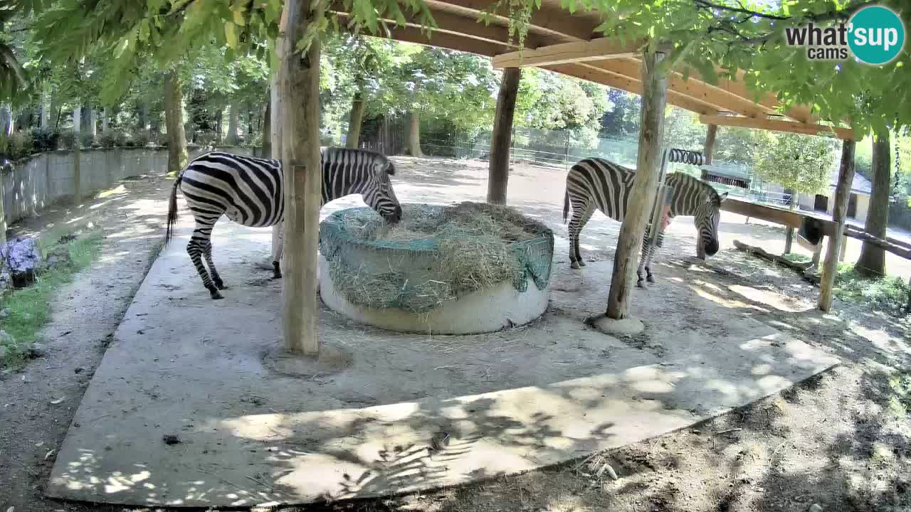 Le Zebre nello ZOO di Ljubljana – Slovenia Live webcam