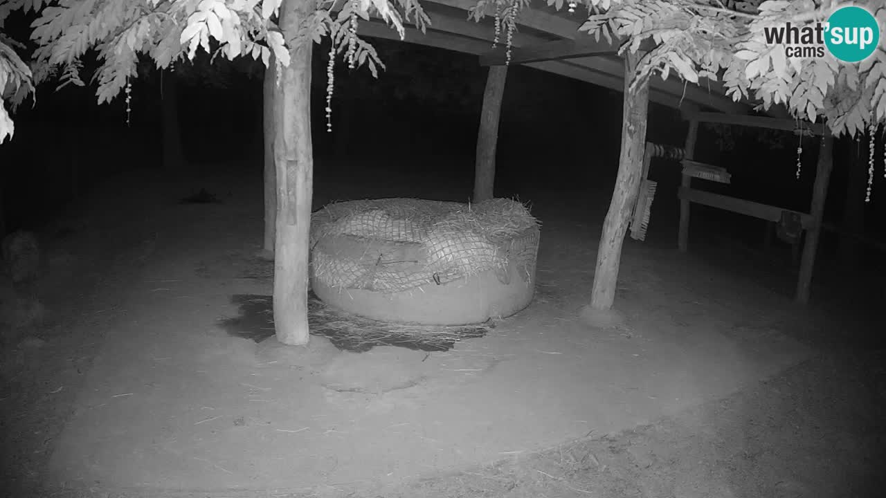 Web kamera uživo Zebras u ZOO Ljubljana – Slovenija